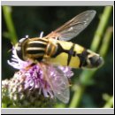 Helophilus trivittatus - Grosse Sumpfschwebfliege 01.jpg